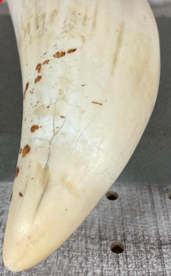 鯨/鯨歯/クジラ/歯/牙/466g