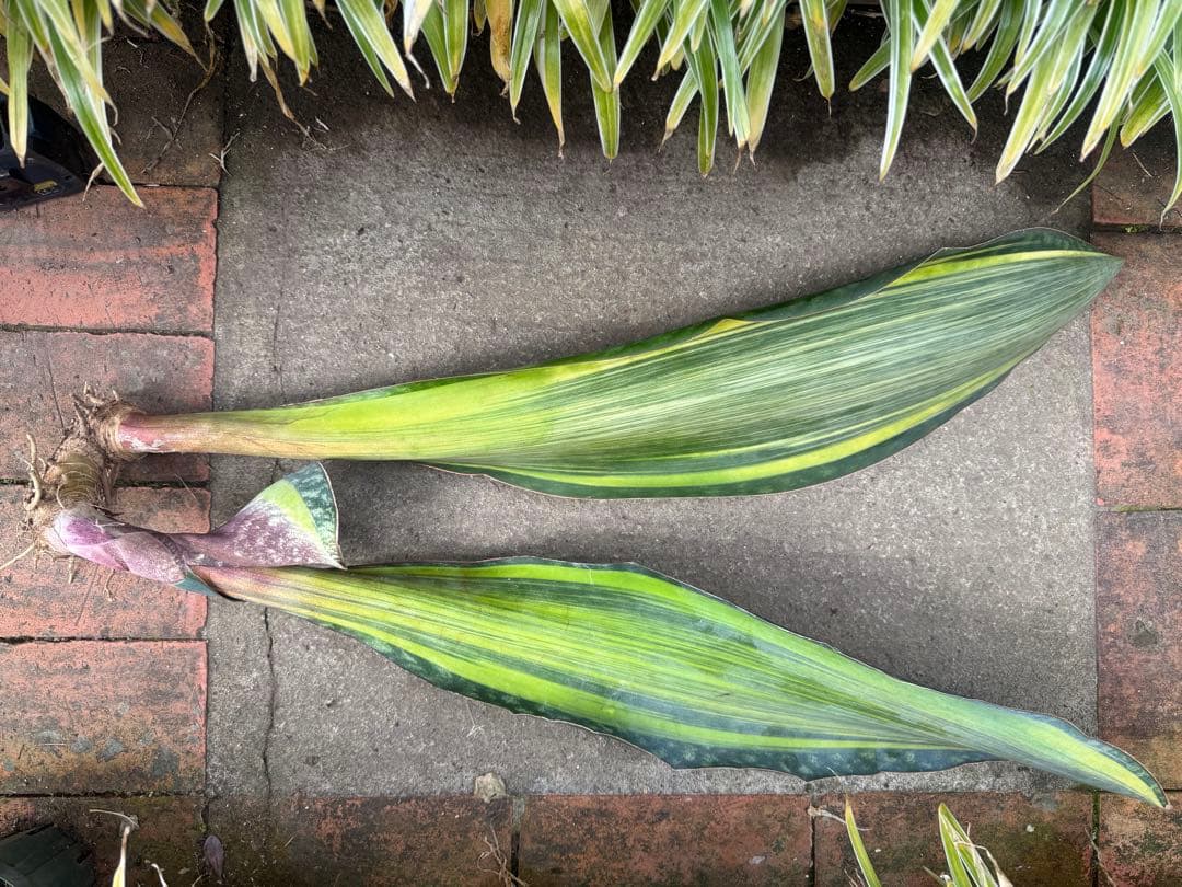 巨大サンスベリア・マッソニアナ イエロー バリエガテッド