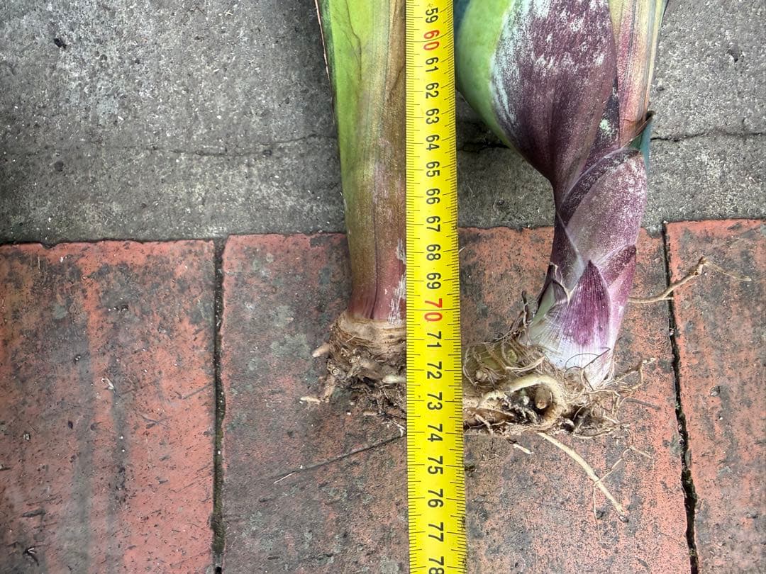 巨大サンスベリア・マッソニアナ イエロー バリエガテッド