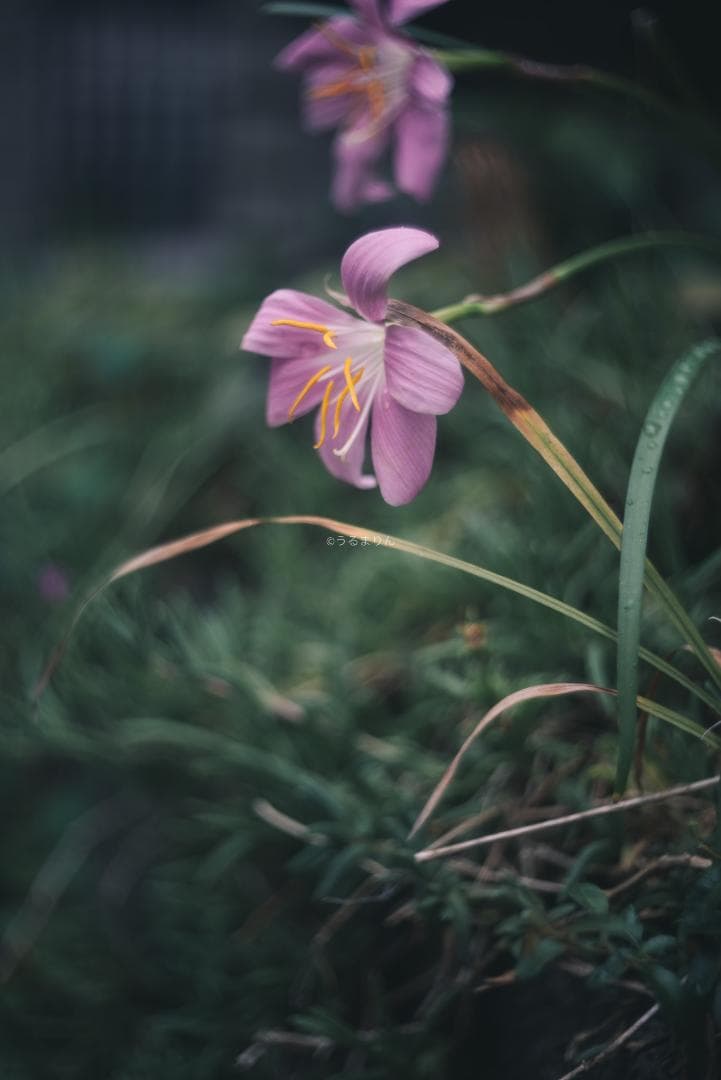 希少ニッケル癖玉！Leica Nickel Summar 5cm オールドレンズ