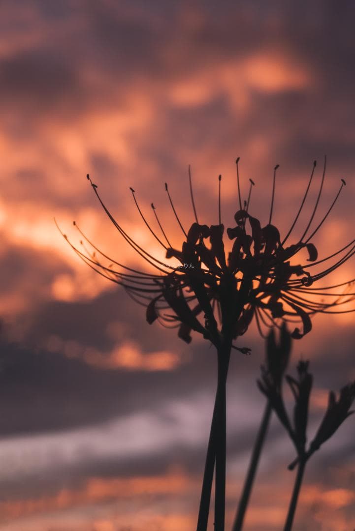 希少ニッケル癖玉！Leica Nickel Summar 5cm オールドレンズ