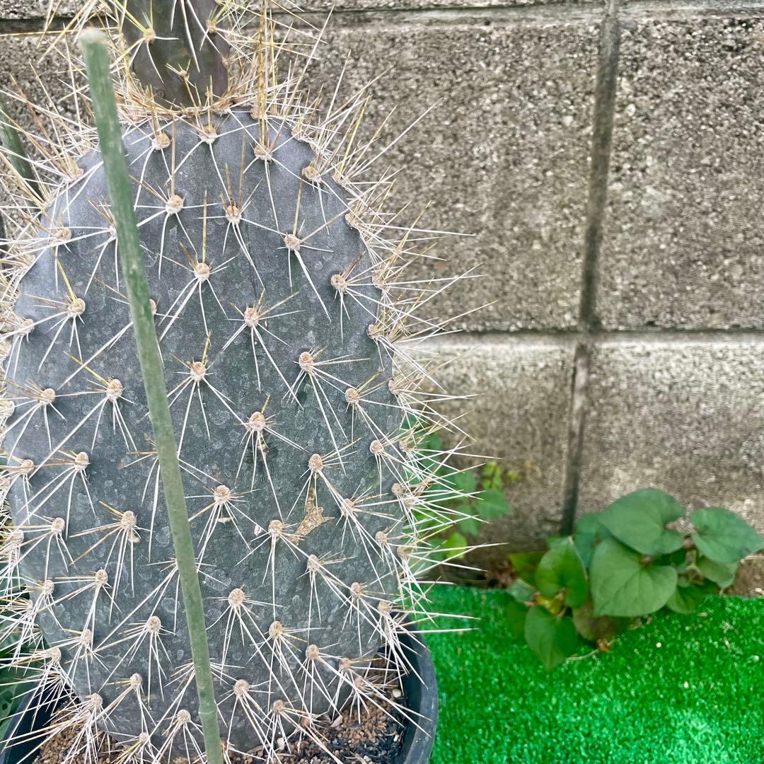 5号サイズ❗️ガラパゴス団扇　黒肌　金棘オプンチア