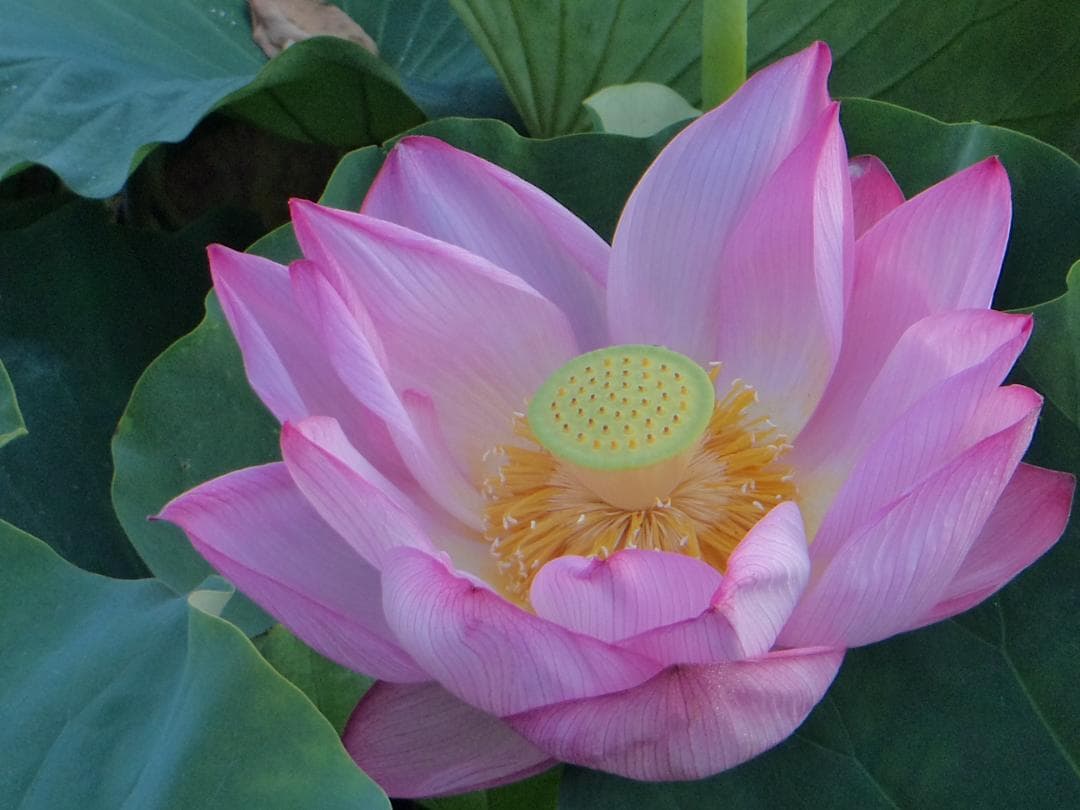 動作品！作例付！SONY Cyber-shot DSC-TF1 防水・耐衝撃