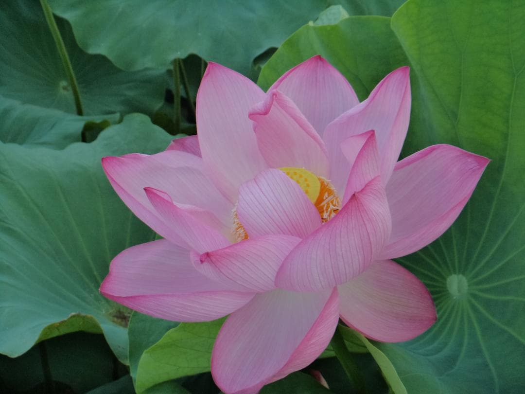 動作品！作例付！SONY Cyber-shot DSC-TF1 防水・耐衝撃