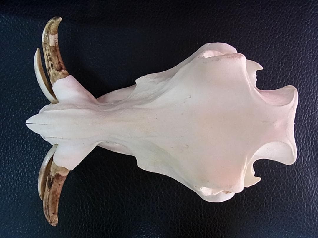 アフリカ便！高品質 イボイノシシ 成獣の頭骨（Lサイズ）