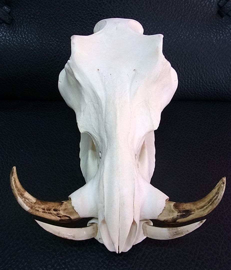 アフリカ便！高品質 イボイノシシ 成獣の頭骨（Lサイズ）