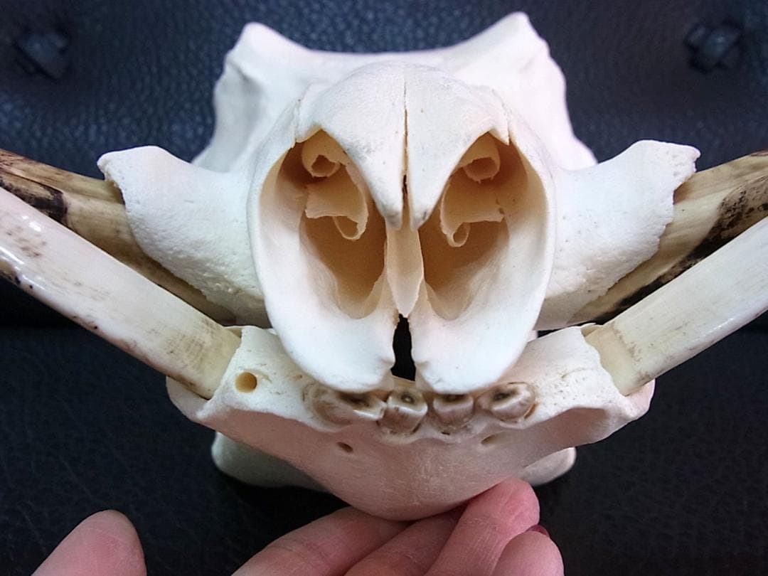 アフリカ便！高品質 イボイノシシ 成獣の頭骨（Lサイズ）