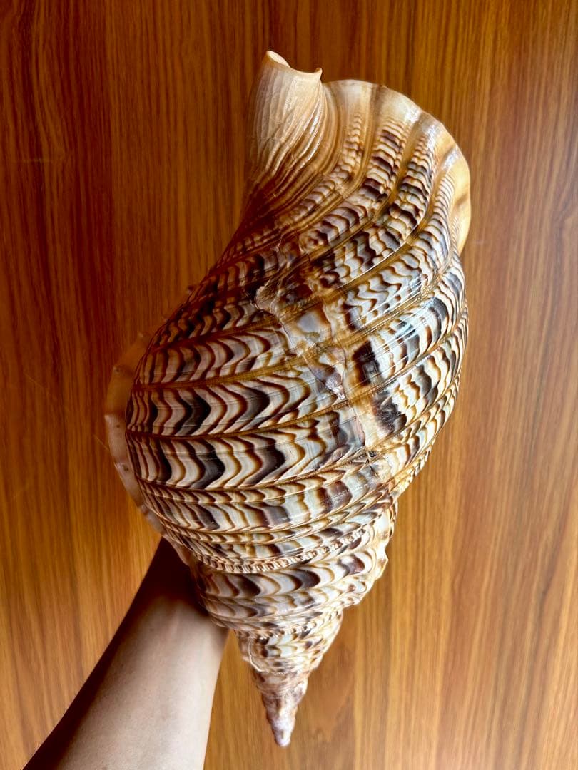 美品特大39.2cm 法螺貝 綺麗
