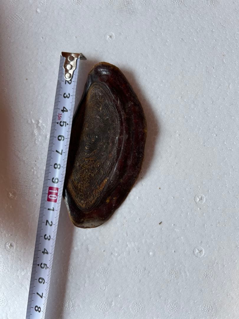 美品特大39.2cm 法螺貝 綺麗