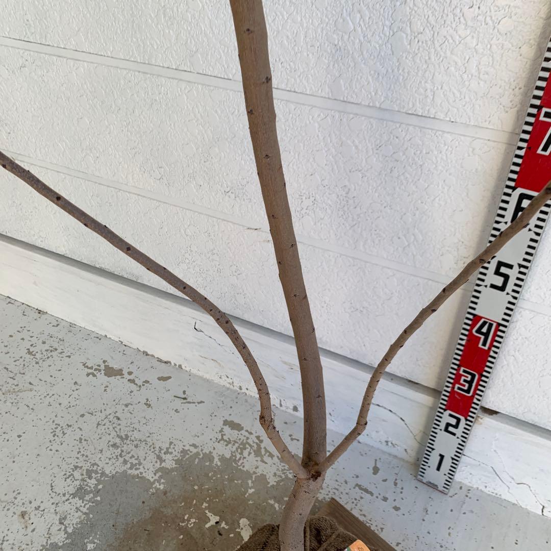 スモークツリー　マロンシュシュ　雌株　煙の木　苗木　花木　56