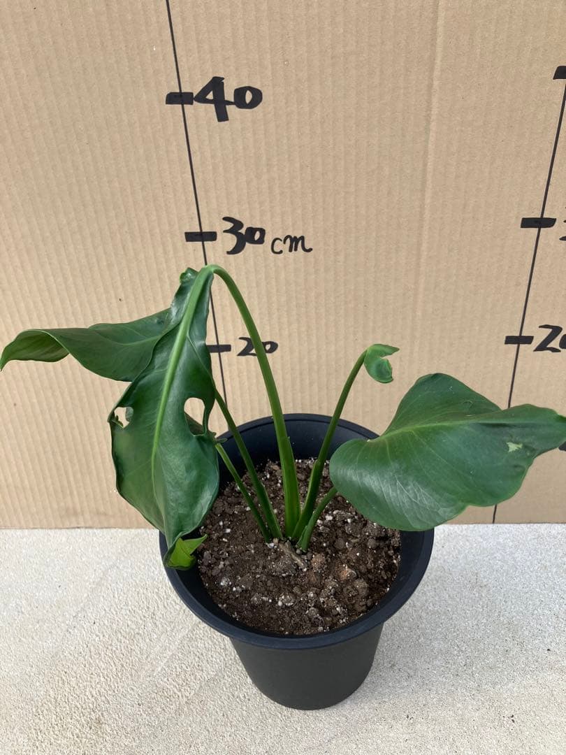 ゆ*う様 モンステラデリシオーサ実生株　突然変異個体、斑入り個体の2鉢セット