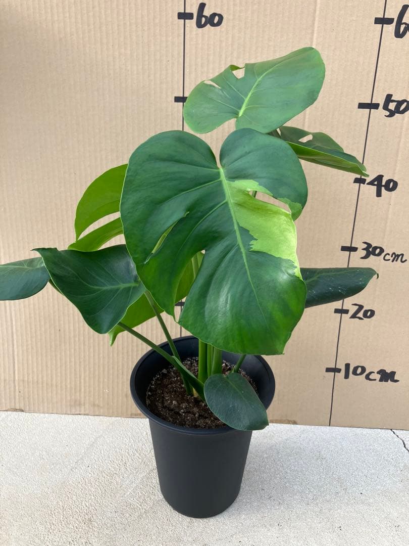 ゆ*う様 モンステラデリシオーサ実生株　突然変異個体、斑入り個体の2鉢セット