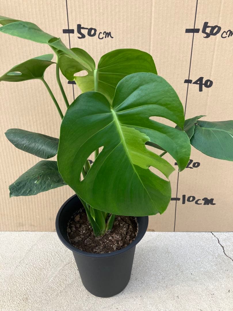 ゆ*う様 モンステラデリシオーサ実生株　突然変異個体、斑入り個体の2鉢セット