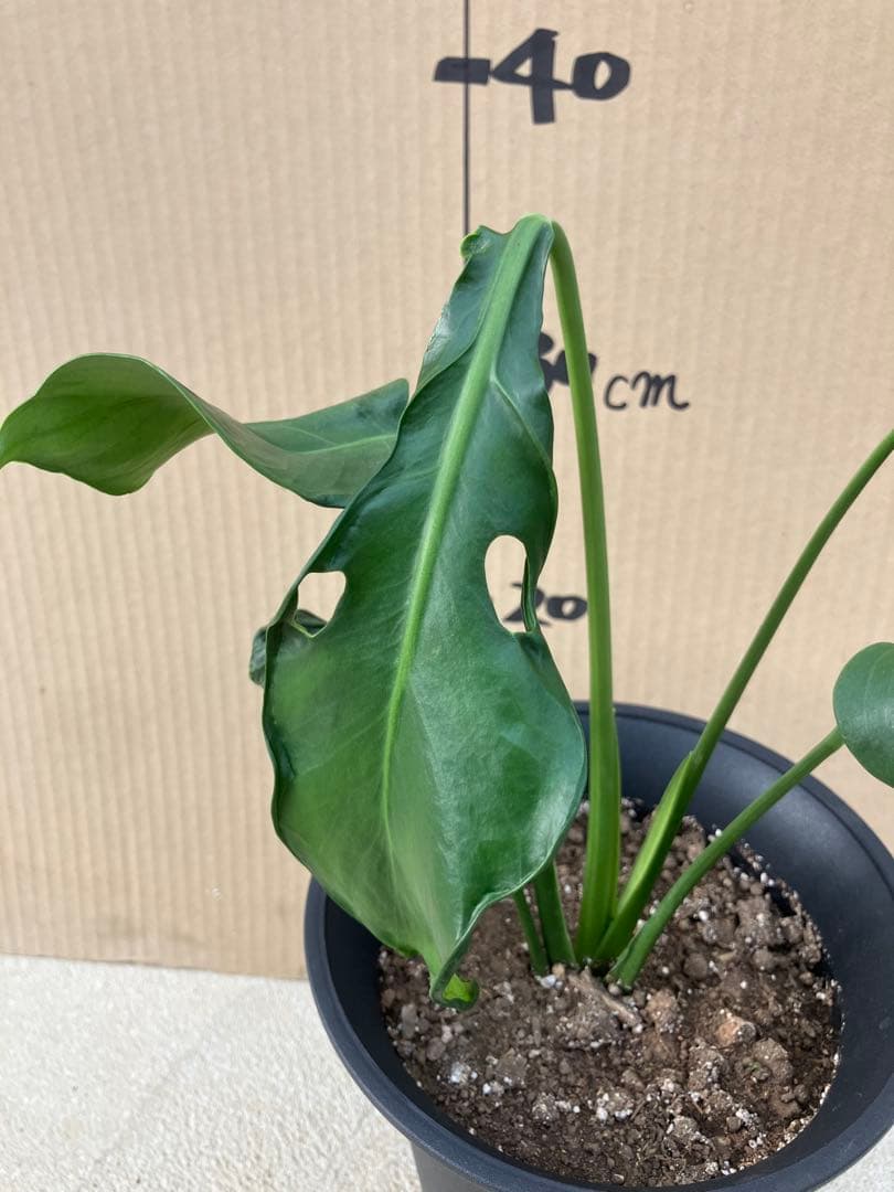 ゆ*う様 モンステラデリシオーサ実生株　突然変異個体、斑入り個体の2鉢セット