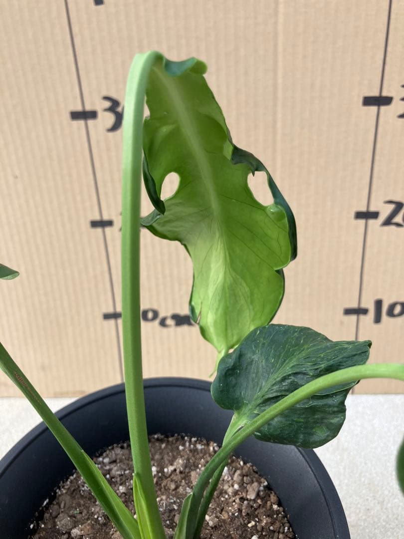 ゆ*う様 モンステラデリシオーサ実生株　突然変異個体、斑入り個体の2鉢セット