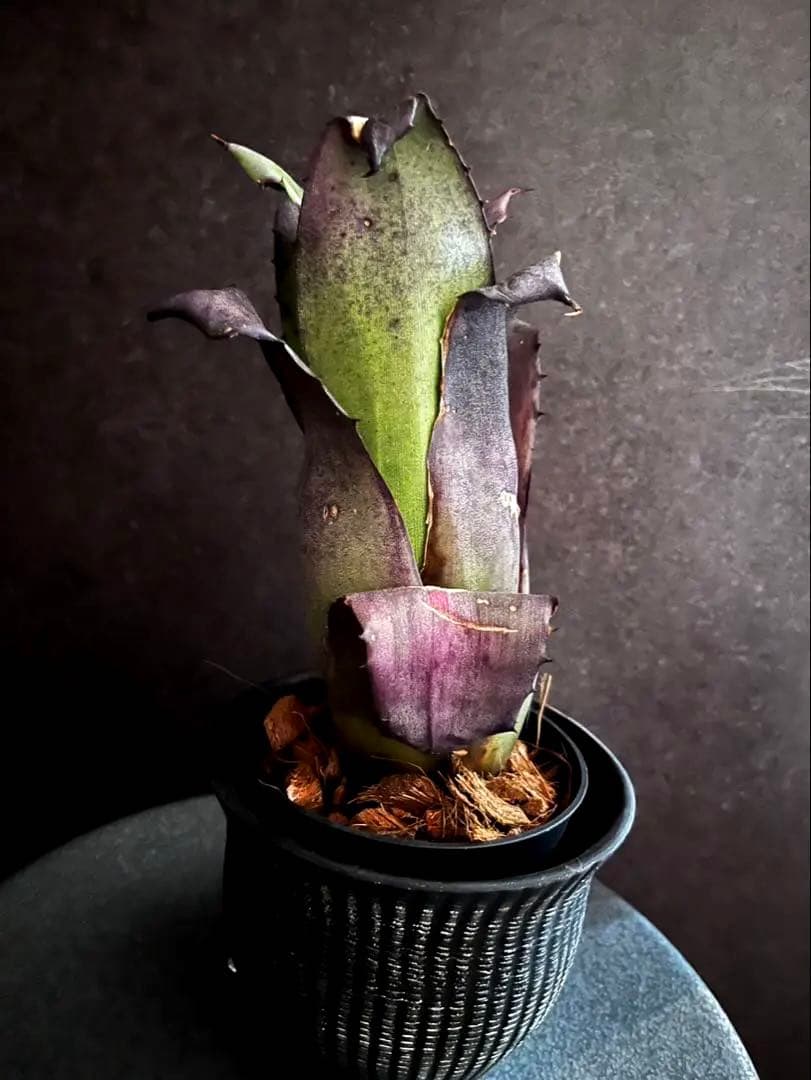 【特別選抜】Hohenbergia ホヘンベルギアレオポルドホルスティ No.7