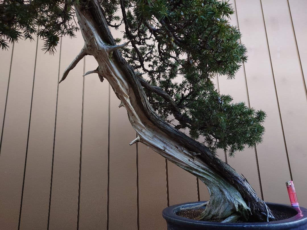 ※引取限定※　盆栽　山木　杜松