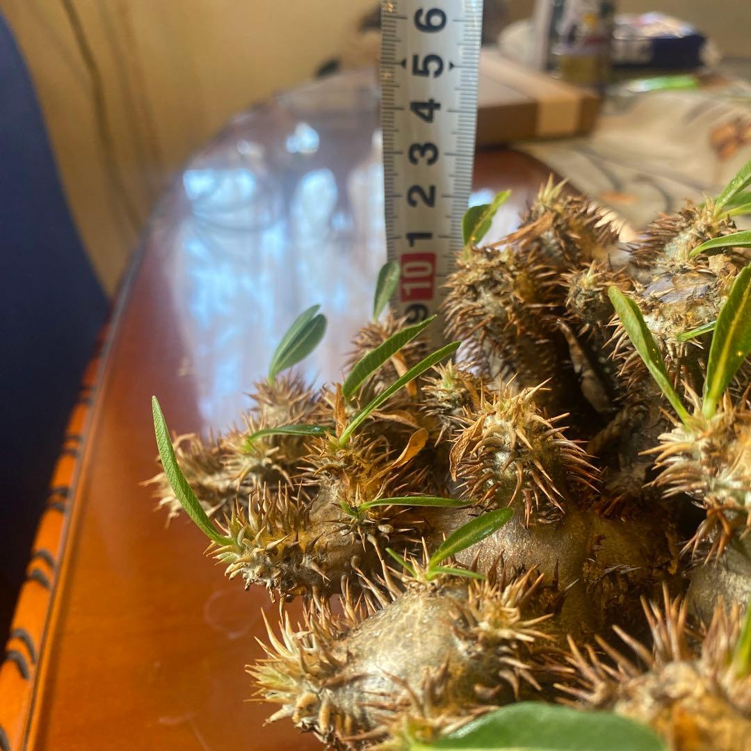 パキポデュウムブレビカリックス 現地球