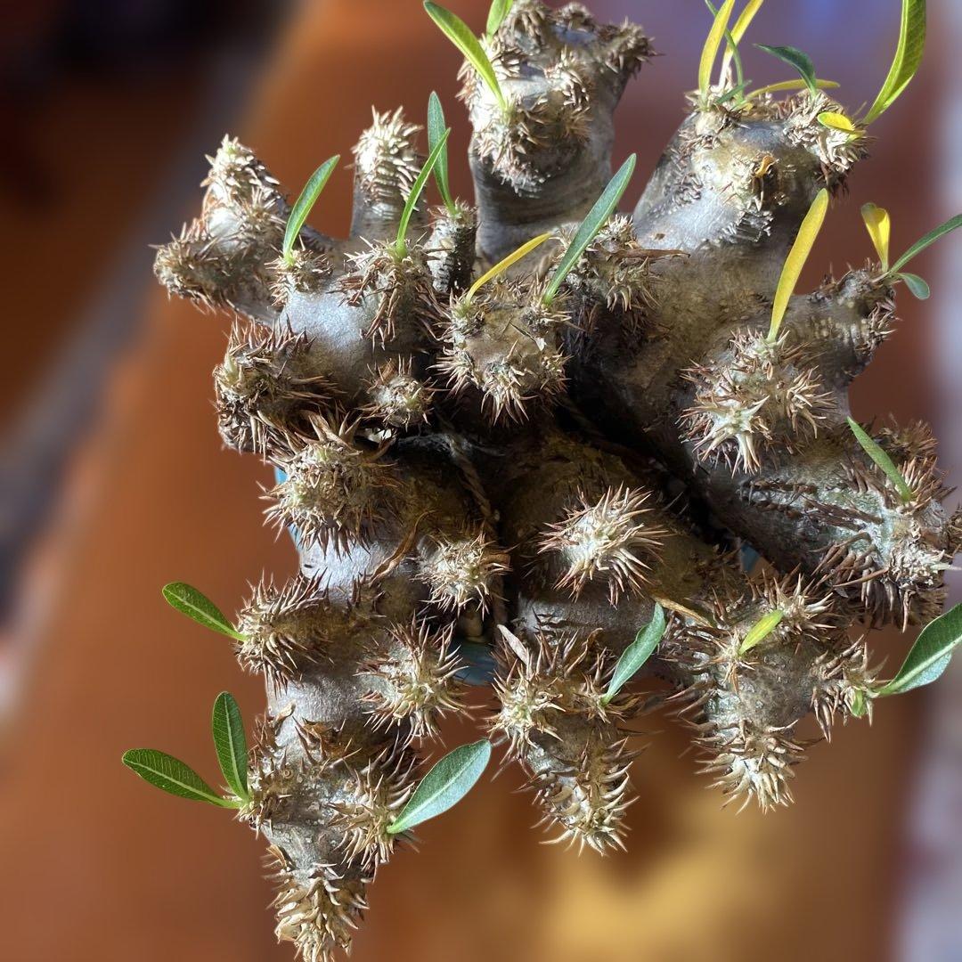 パキポデュウムブレビカリックス 現地球