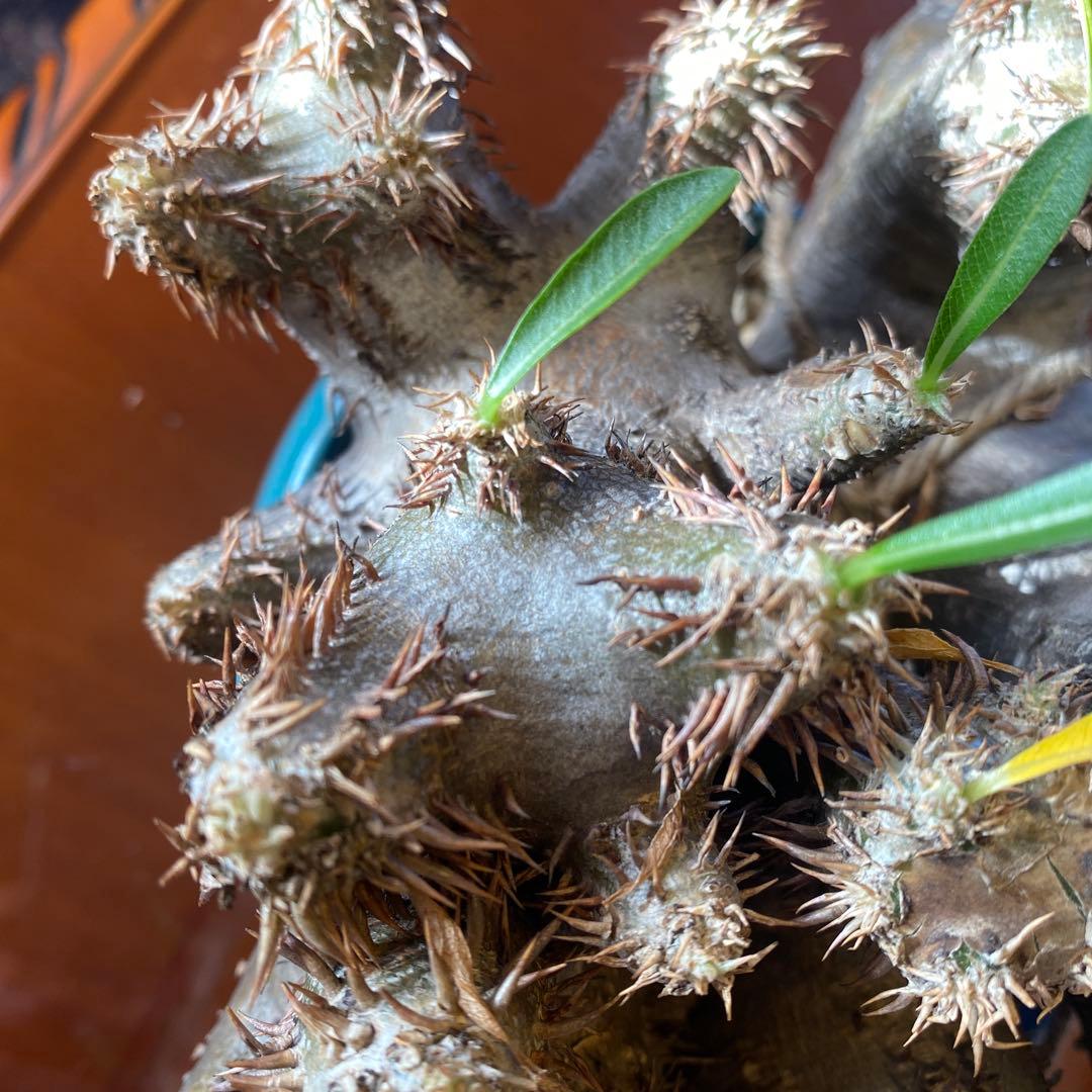 パキポデュウムブレビカリックス 現地球