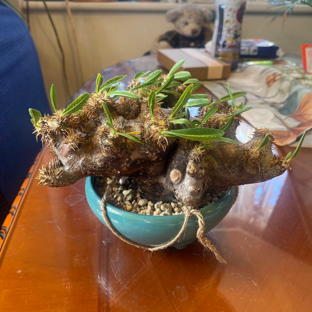 パキポデュウムブレビカリックス 現地球