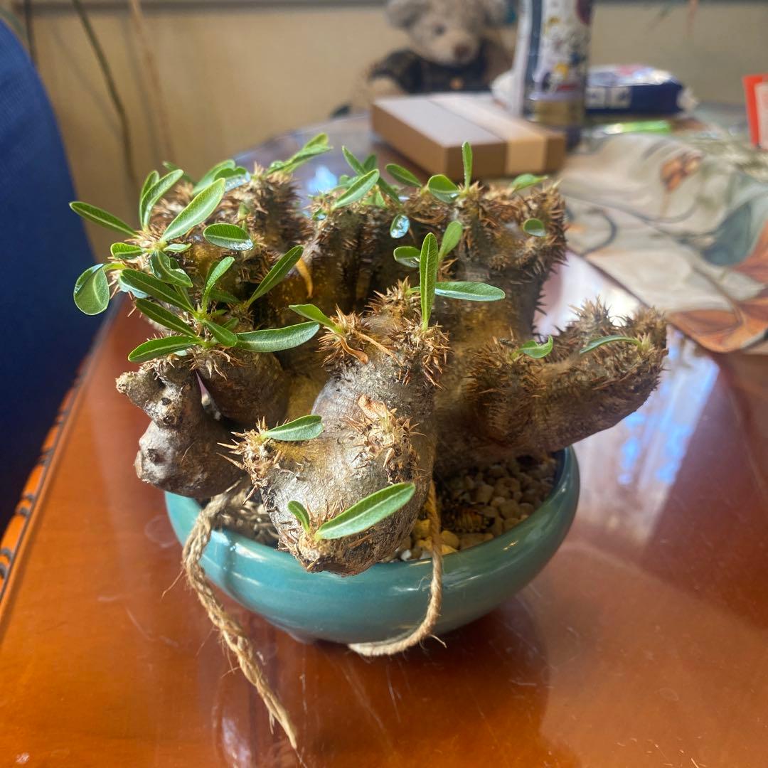 パキポデュウムブレビカリックス 現地球