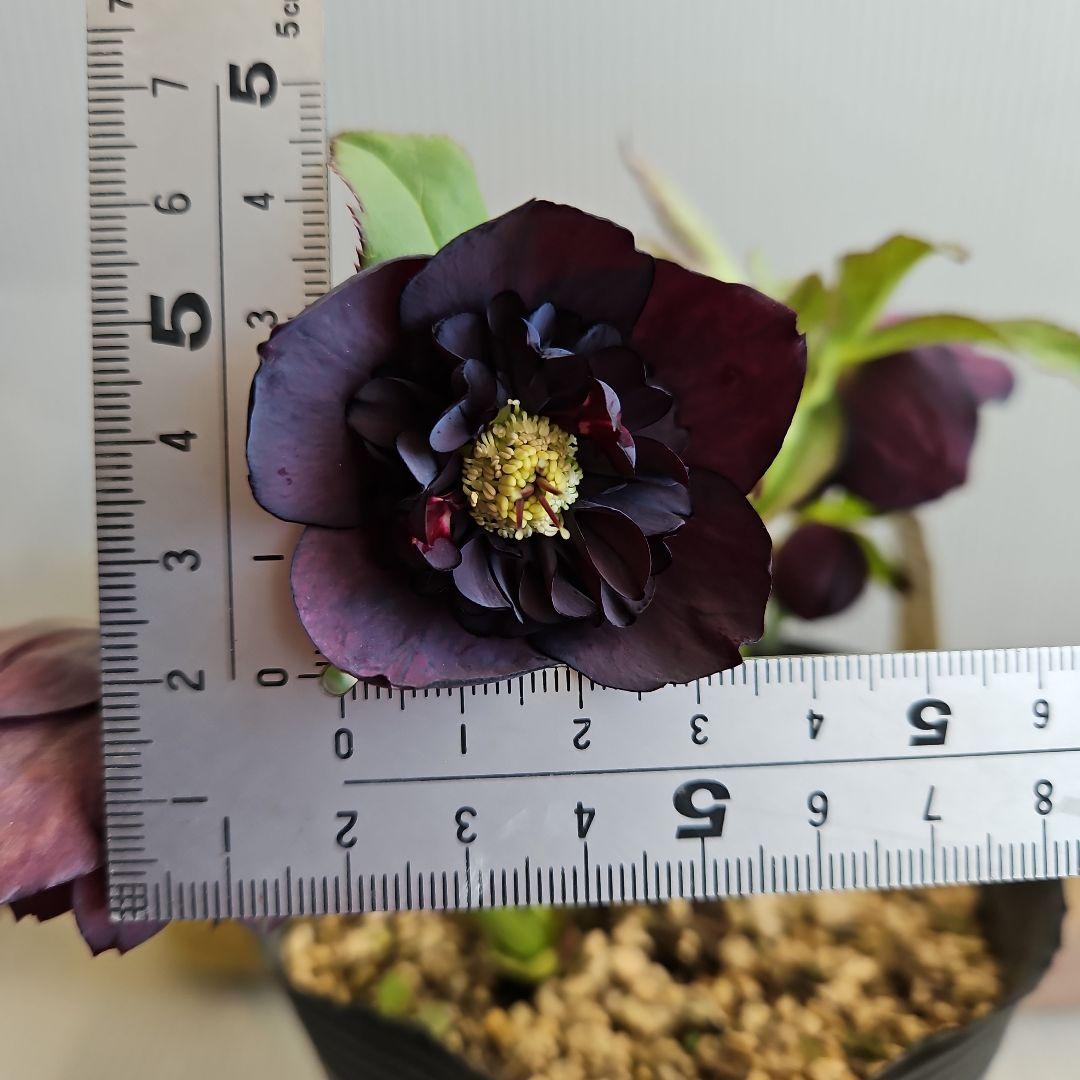 かぁむぅ様ご購入苗㉖-415クリスマスローズ