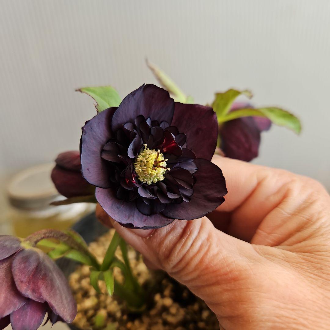 かぁむぅ様ご購入苗㉖-415クリスマスローズ