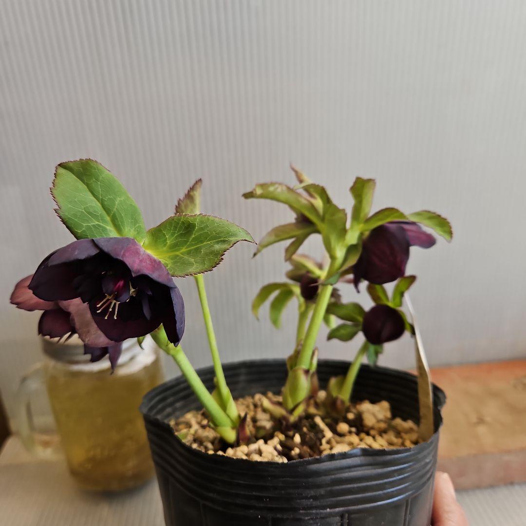 かぁむぅ様ご購入苗㉖-415クリスマスローズ