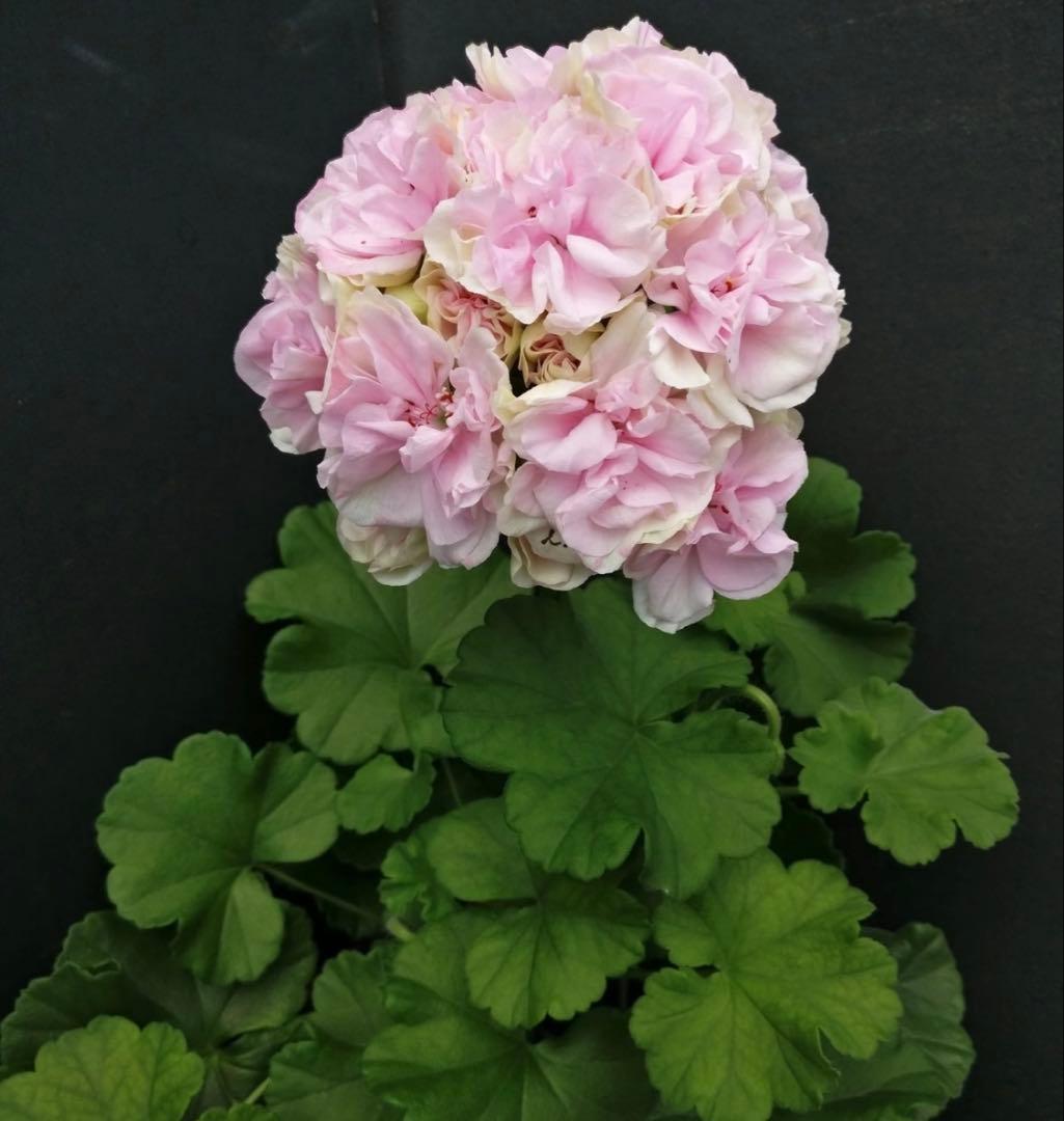 日本初海外品種ゼラニウム　希少品種ゼラニウム