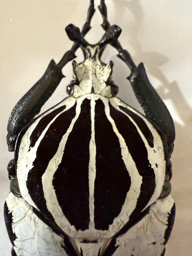 カメルーン　ゴライアスオオツノハナムグリ　約93mm M8