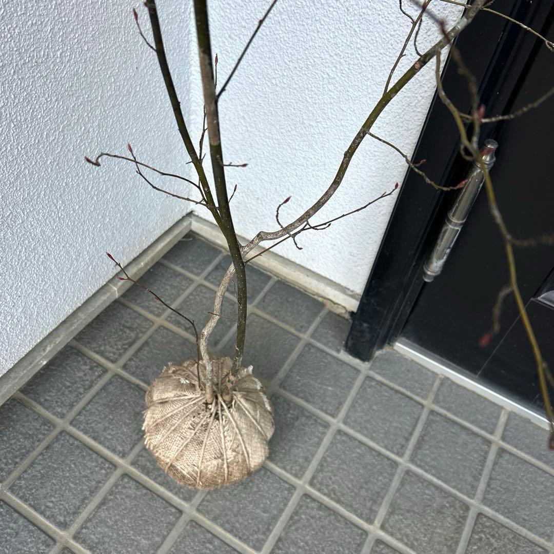 クロモジ（根巻き苗）黒文字　クロモジ苗木