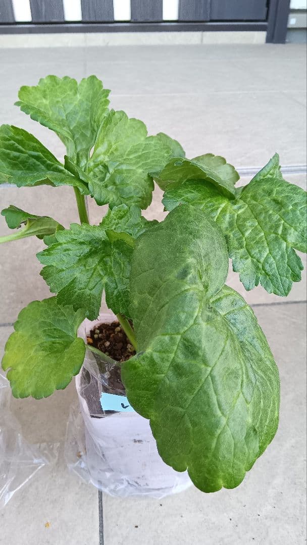 レオンreon　ラナンキュラスラックス　2苗セット