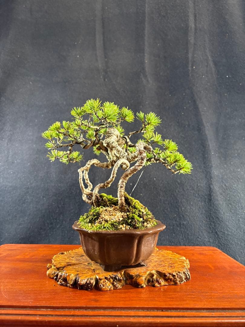 貴風盆栽、赤石五葉松、根上がり 懸崖作り、実生40年強 medabon