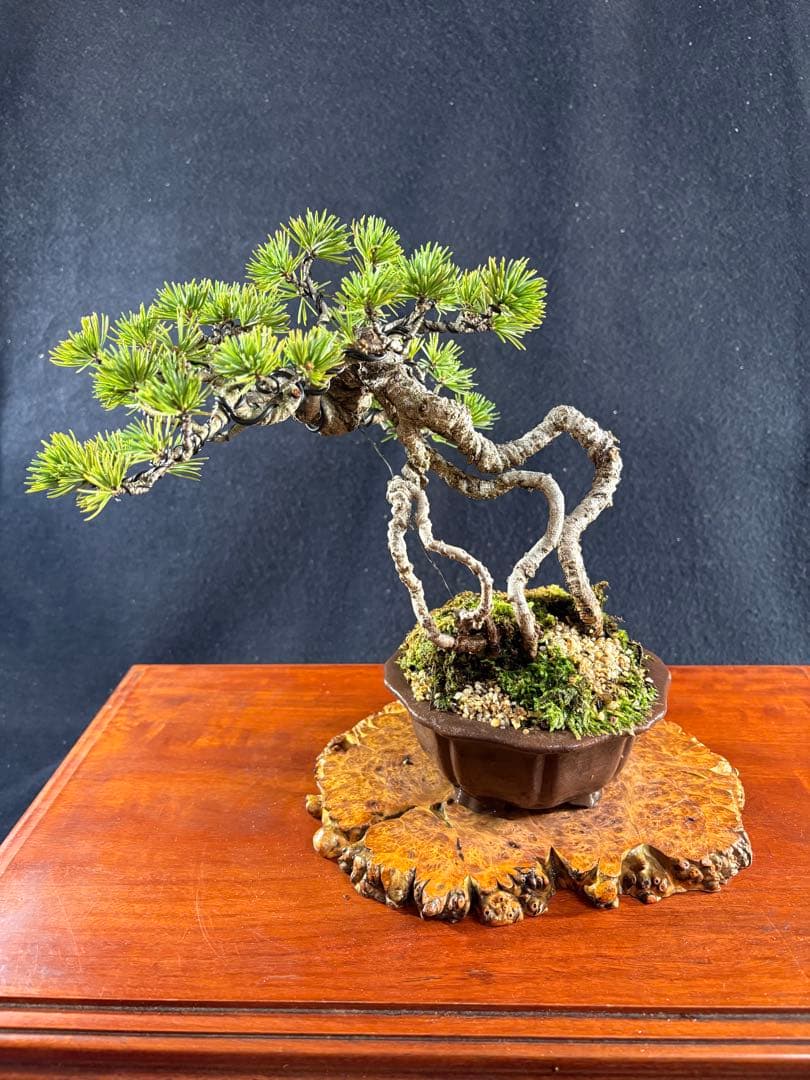 貴風盆栽、赤石五葉松、根上がり 懸崖作り、実生40年強 medabon