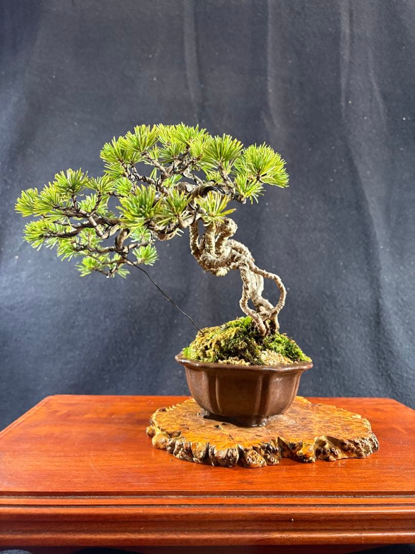 貴風盆栽、赤石五葉松、根上がり 懸崖作り、実生40年強 medabon