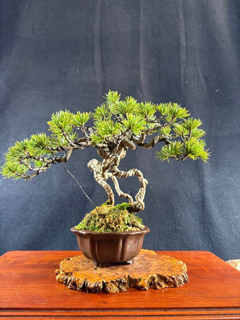 貴風盆栽、赤石五葉松、根上がり 懸崖作り、実生40年強 medabon
