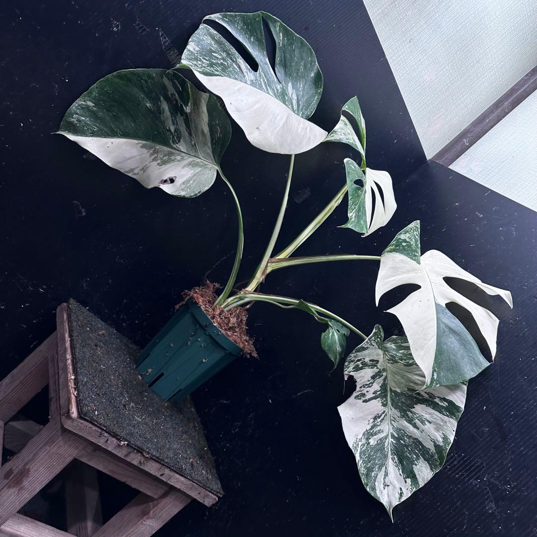 梅*様 斑入りモンステラ ホワイトタイガー極美大株54cm白斑多
