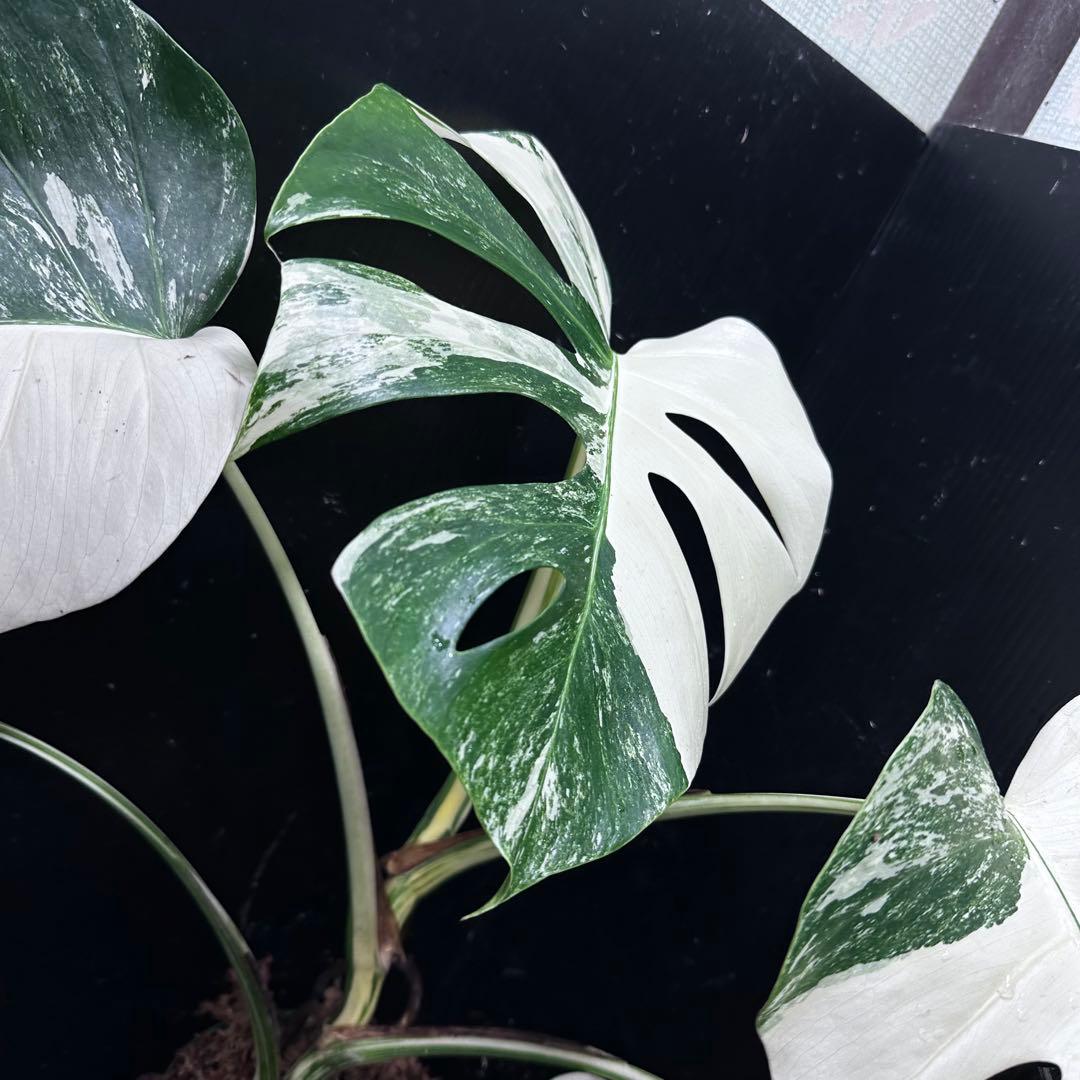 梅*様 斑入りモンステラ ホワイトタイガー極美大株54cm白斑多