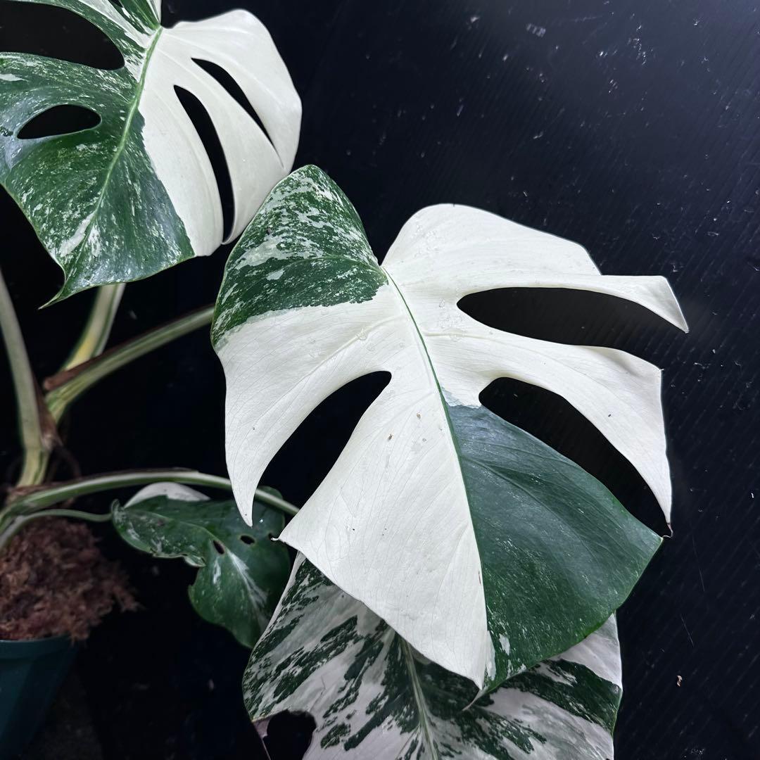 梅*様 斑入りモンステラ ホワイトタイガー極美大株54cm白斑多