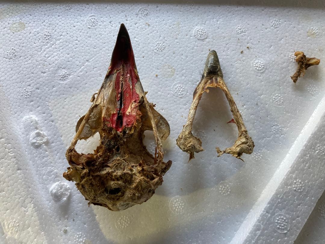 クマタカの頭骨