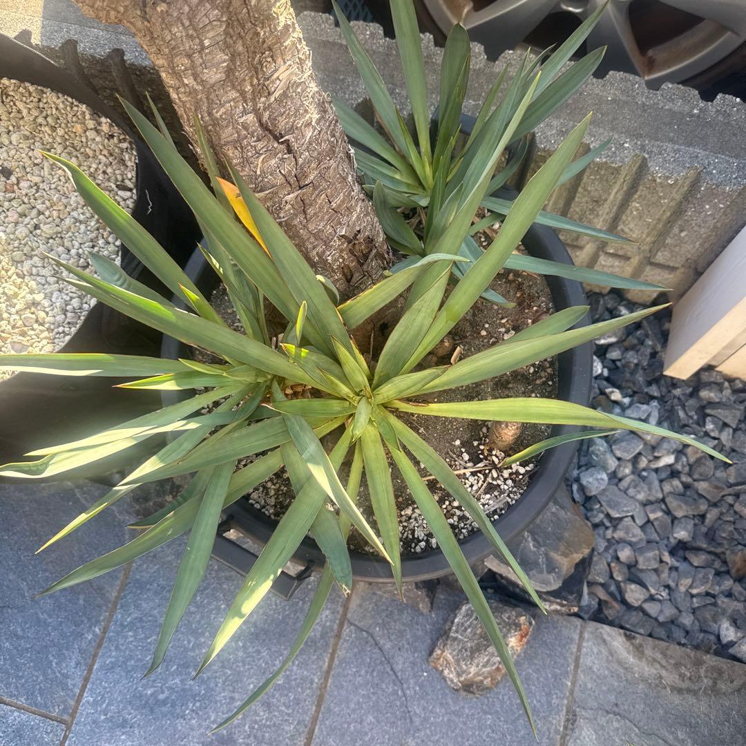 Tak ユッカグロリオサ　分頭！　子株も有り　芋付き　直接取り引きのみ