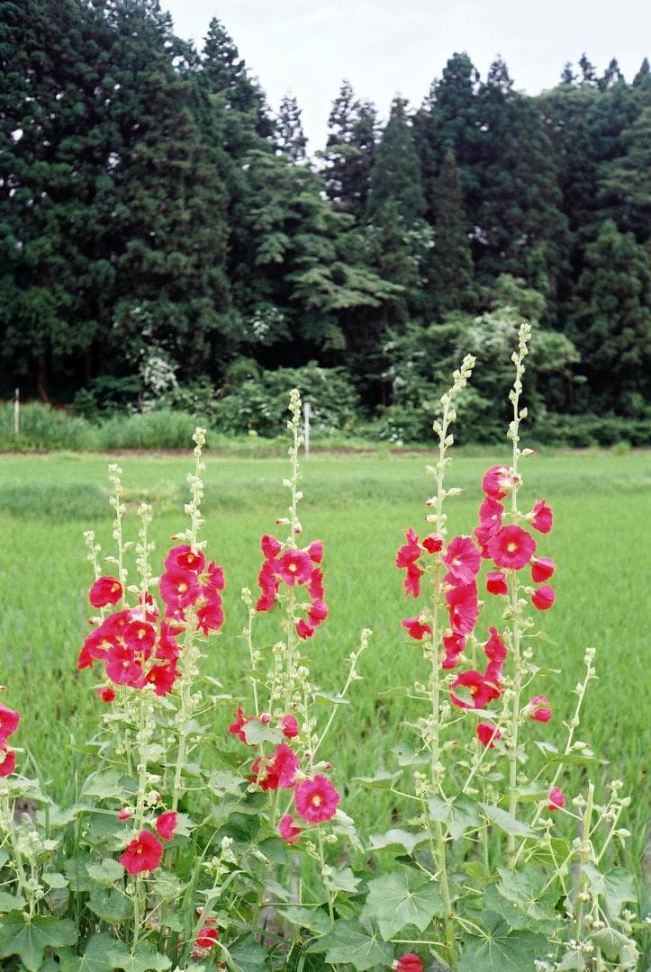 【実写確認整備品】ニューキャノネットQL19G-Ⅲ／CANON LENSf1.9