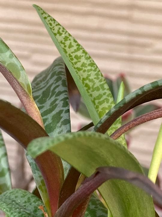 レデボウレア ソシアリス ビオラセア 豹紋 寄せ植え 抜き苗