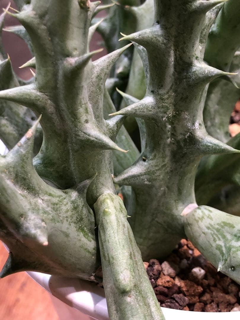 オルベア・デュメリ