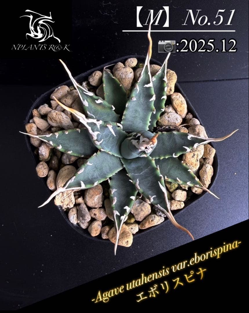 彪*丸様 ☆優良株【アガベ ユタエンシスエボリスピナ陽炎No.51】