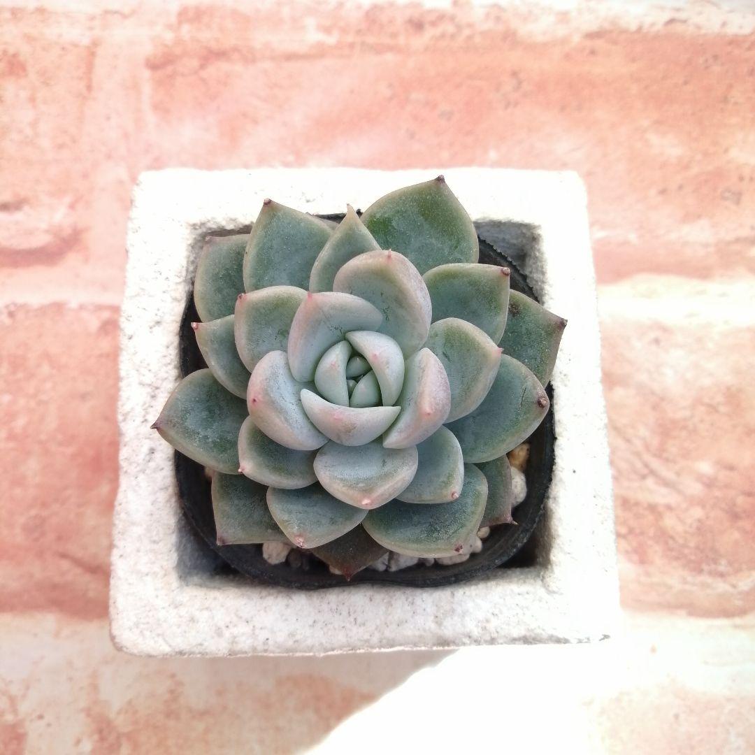 まめこ様ご依頼分 柚子葉他 多肉 エケベリア