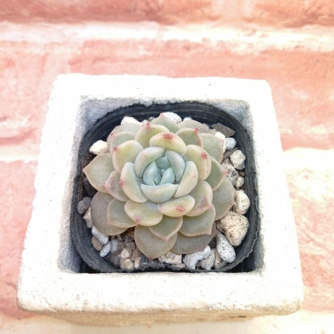 まめこ様ご依頼分 柚子葉他 多肉 エケベリア