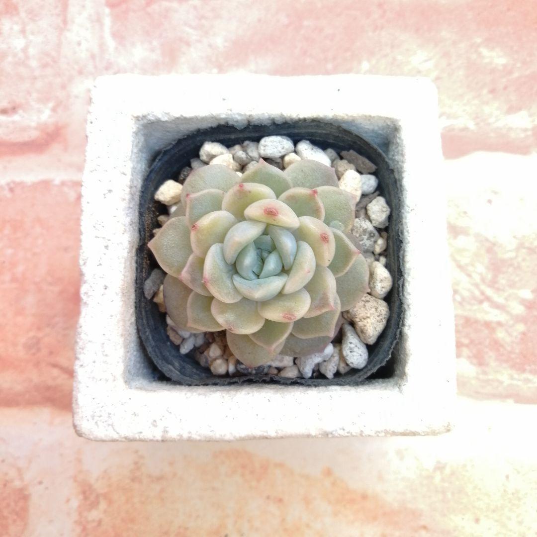 まめこ様ご依頼分 柚子葉他 多肉 エケベリア