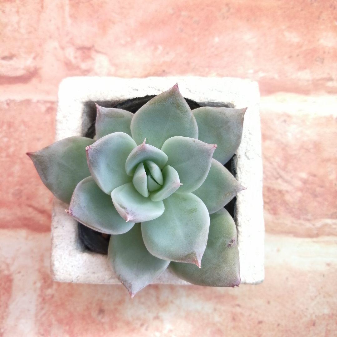 まめこ様ご依頼分 柚子葉他 多肉 エケベリア